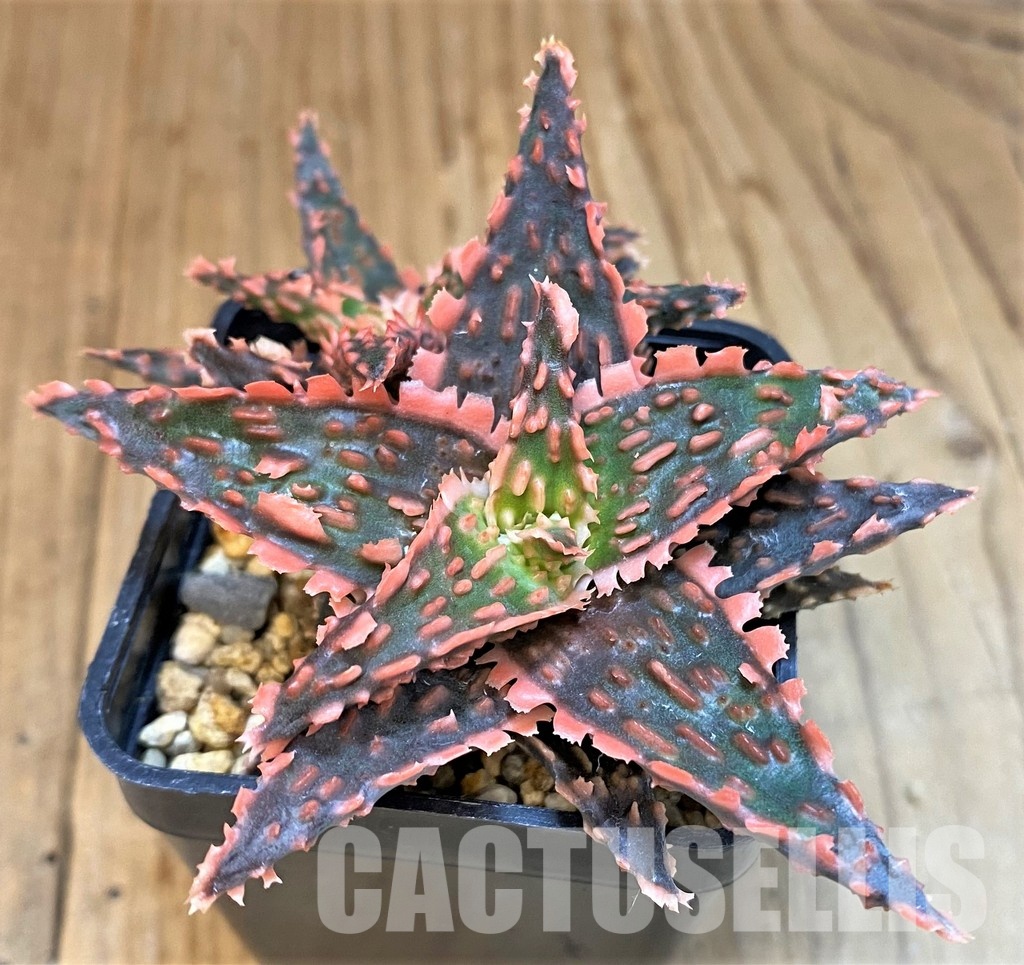 SH30750 Aloe TCT hybrid - Image 2