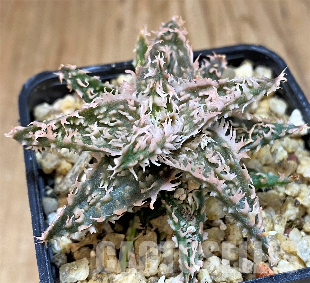 SH30725 Aloe TCT hybrid