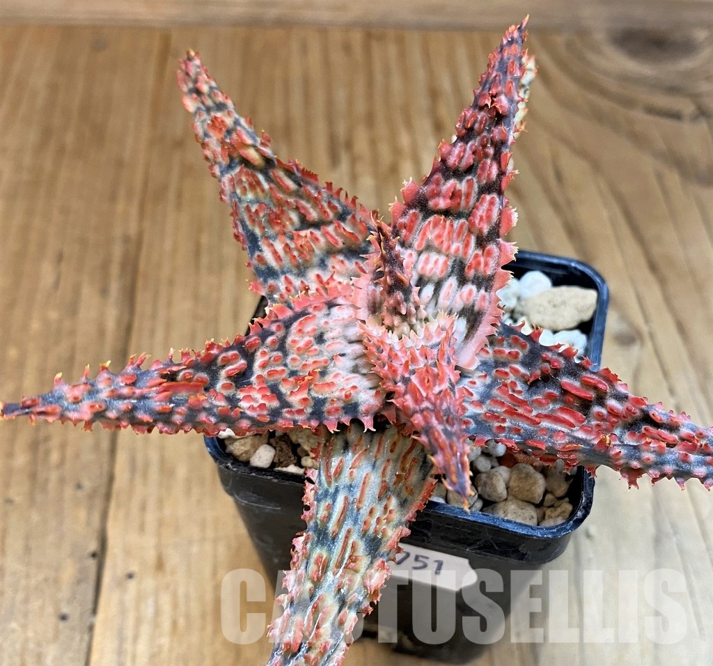 SH30751 Aloe TCT hybrid - Image 2