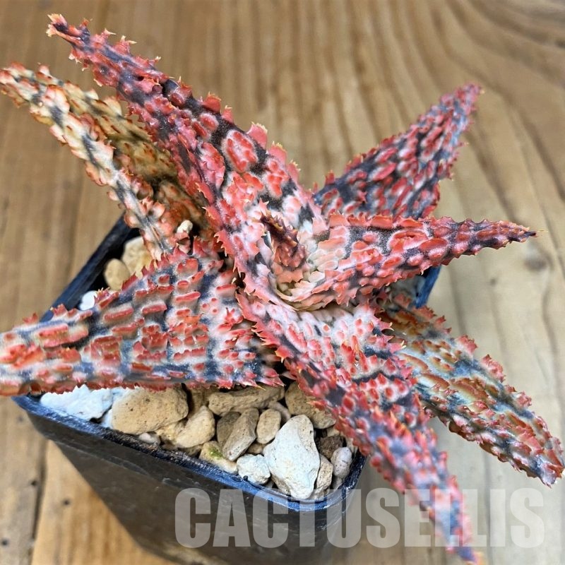 SH30751 Aloe TCT hybrid