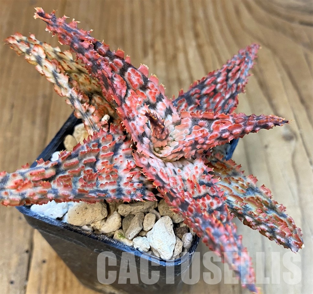 SH30751 Aloe TCT hybrid