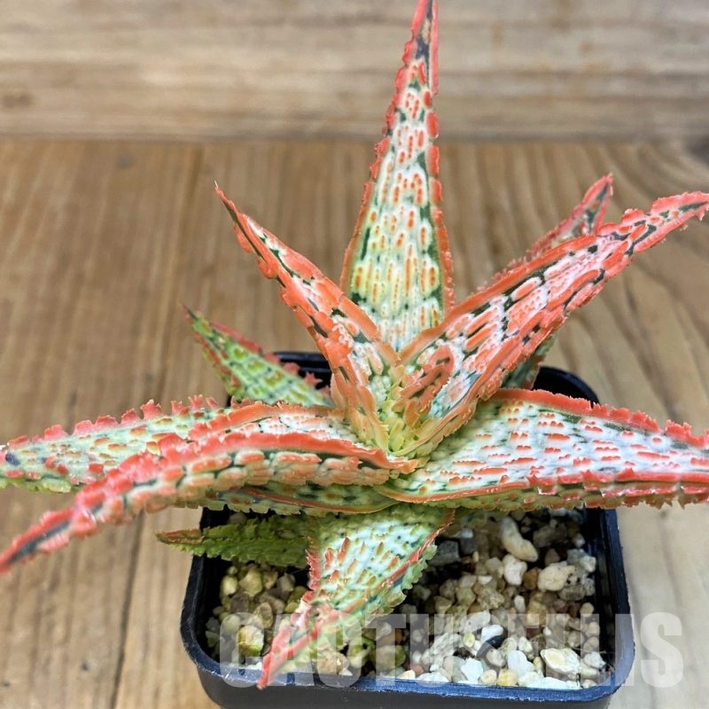 SH30752 Aloe TCT hybrid