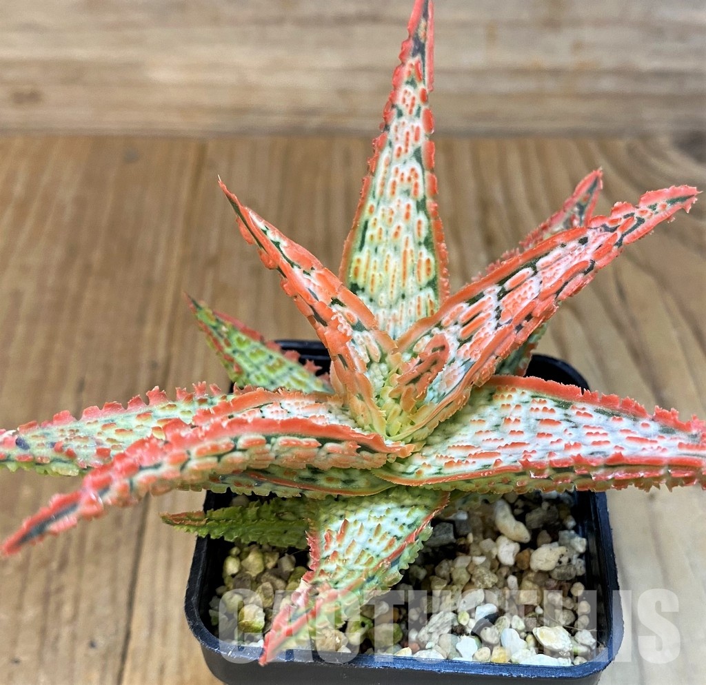 SH30752 Aloe TCT hybrid