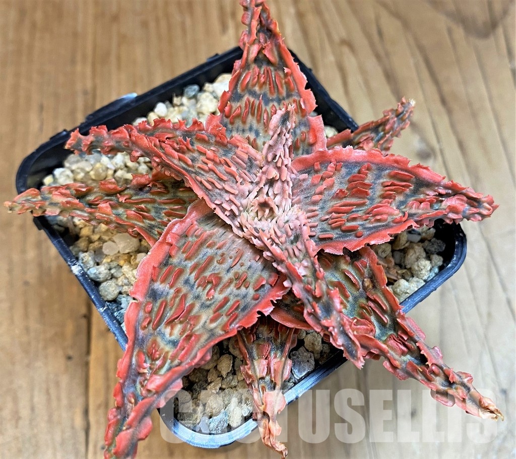 SH30753 Aloe TCT hybrid - Image 2