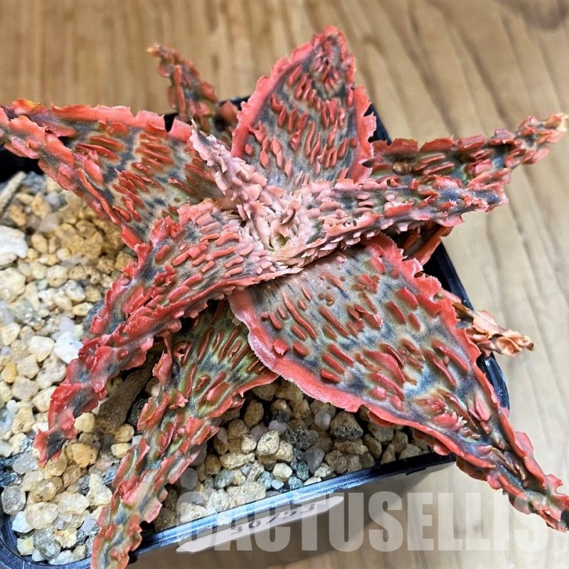 SH30753 Aloe TCT hybrid