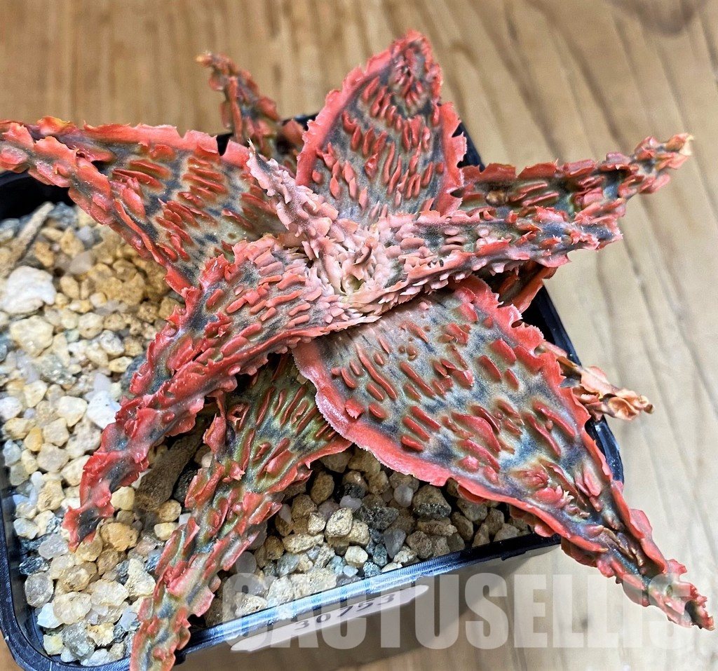 SH30753 Aloe TCT hybrid