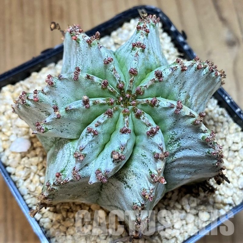SH30803 Euphorbia horrida 'Alba'