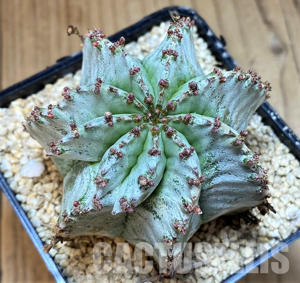 SH30803 Euphorbia horrida 'Alba'
