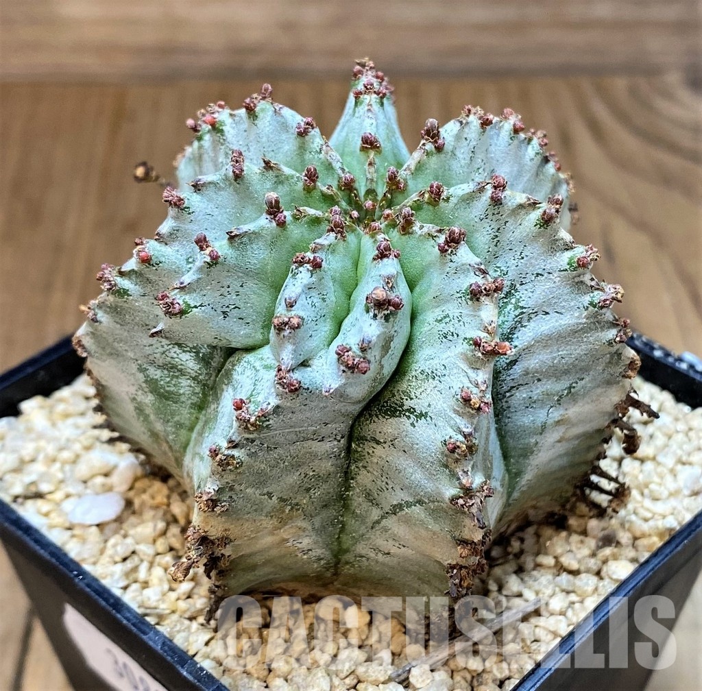 SH30803 Euphorbia horrida 'Alba' - 画像 (2)