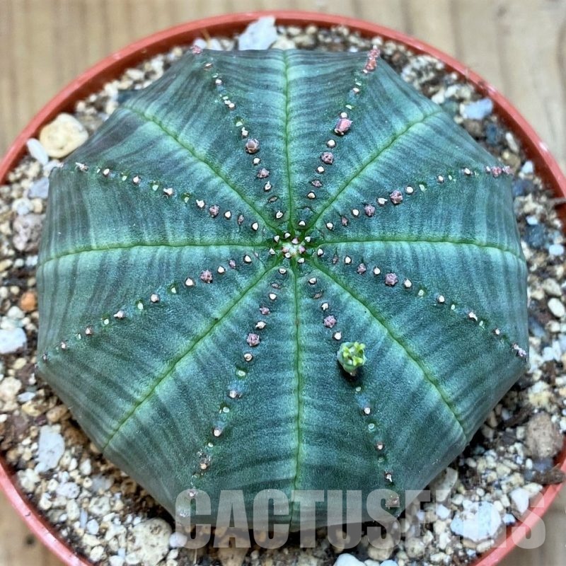 SH30804 Euphorbia obesa