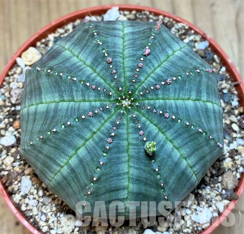 SH30804 Euphorbia obesa