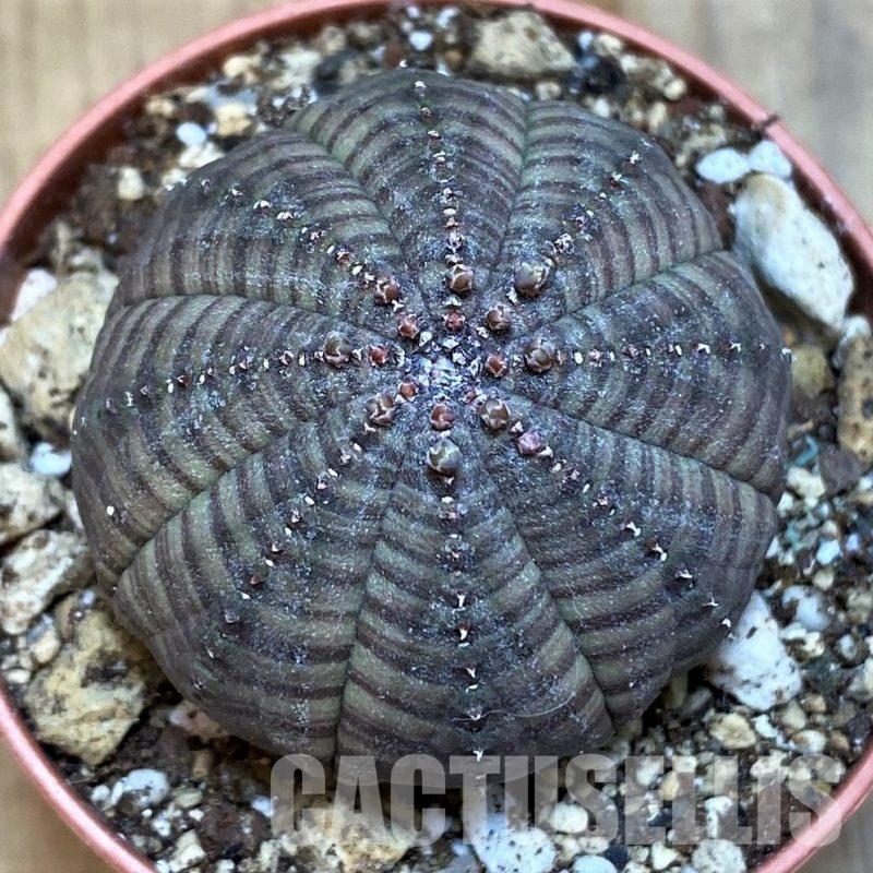 SH30805 Euphorbia obesa
