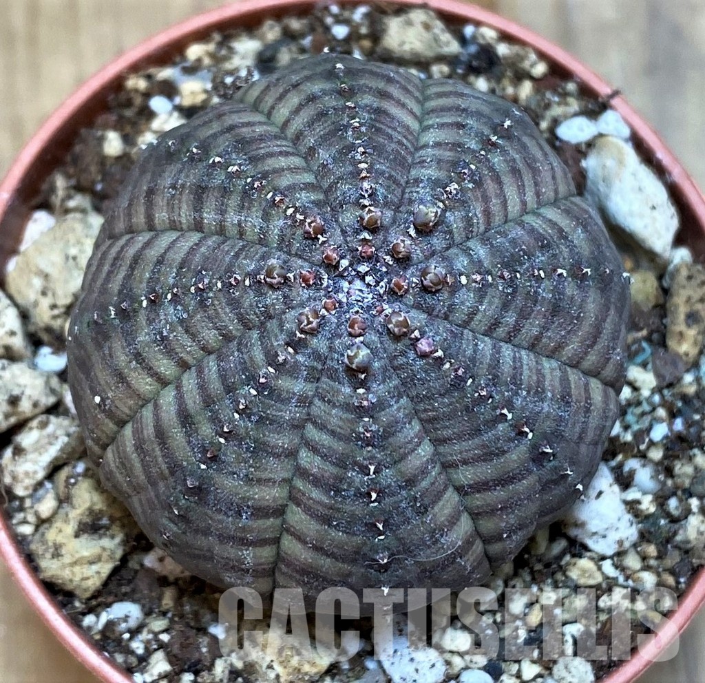 SH30805 Euphorbia obesa