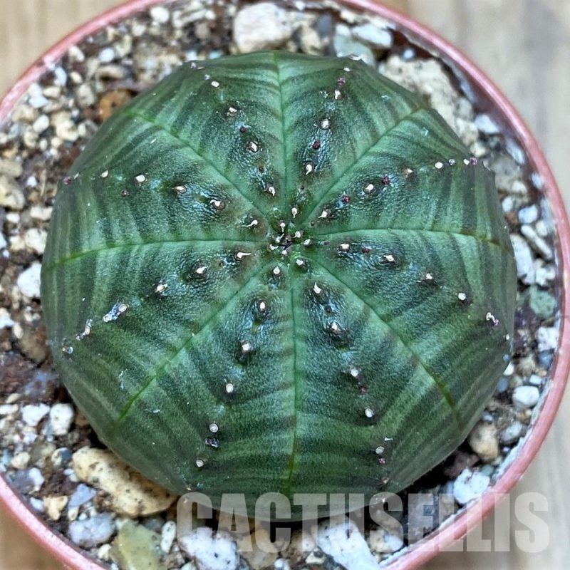 SH30806 Euphorbia obesa