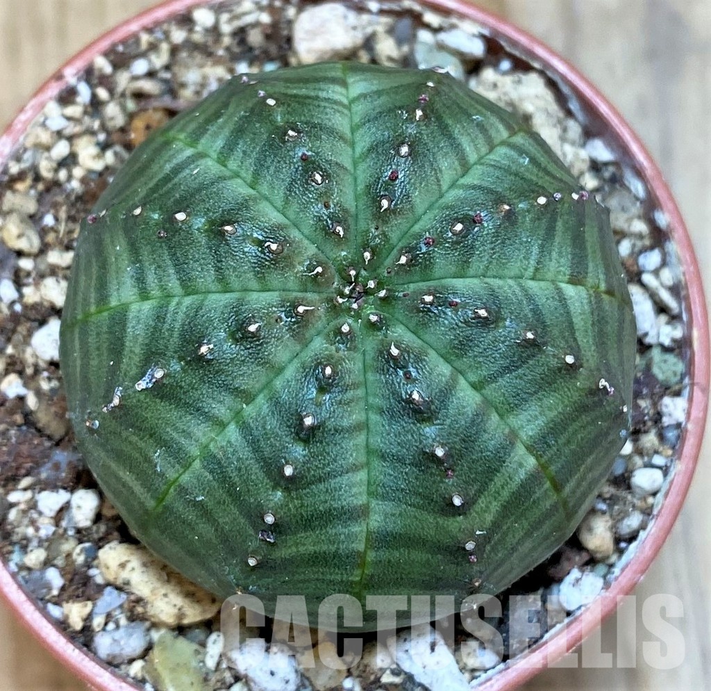 SH30806 Euphorbia obesa