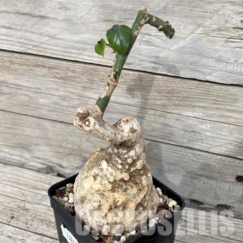 SH13942 Adenia epigea