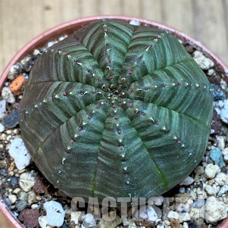 SH30807 Euphorbia obesa