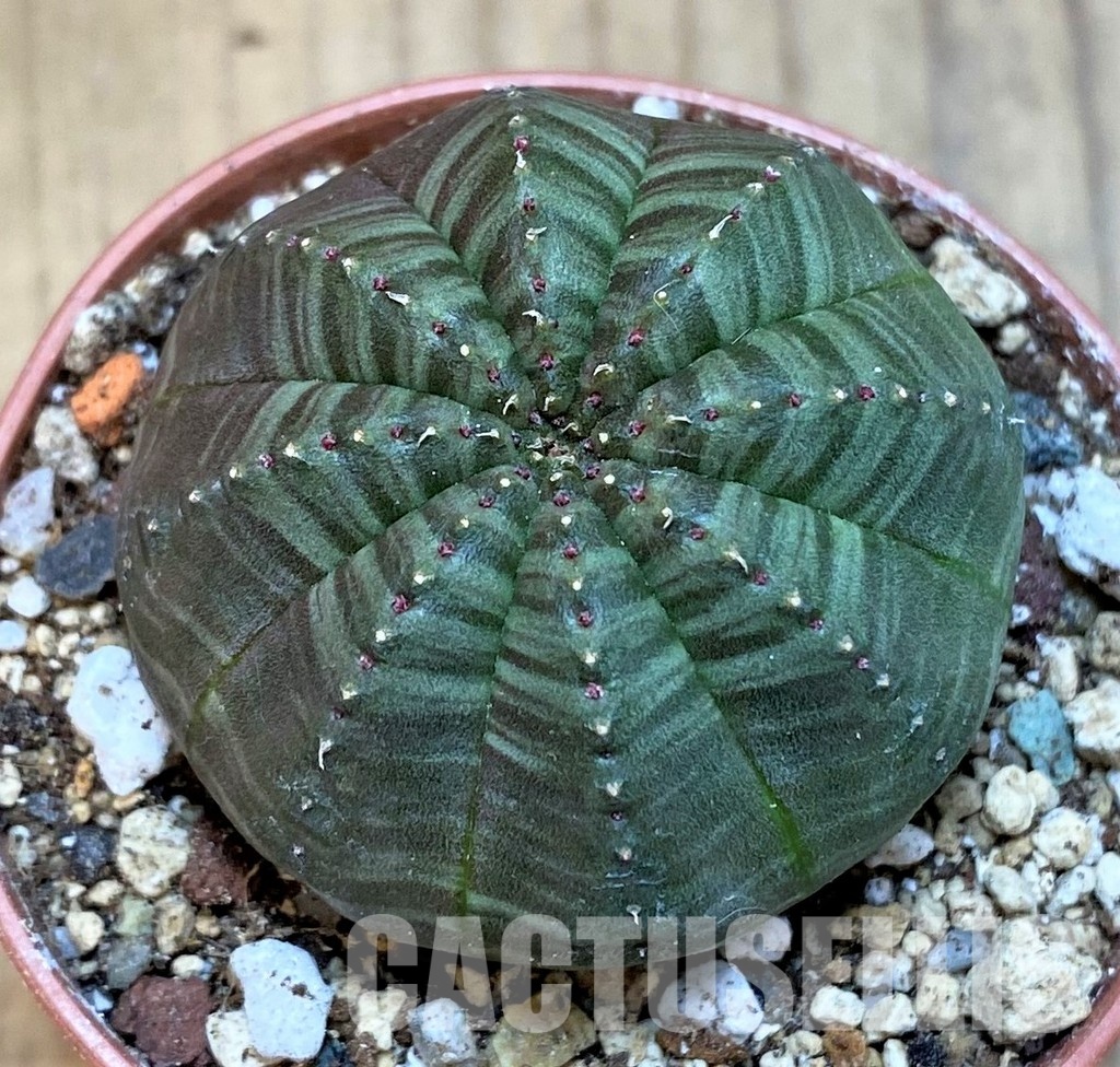 SH30807 Euphorbia obesa