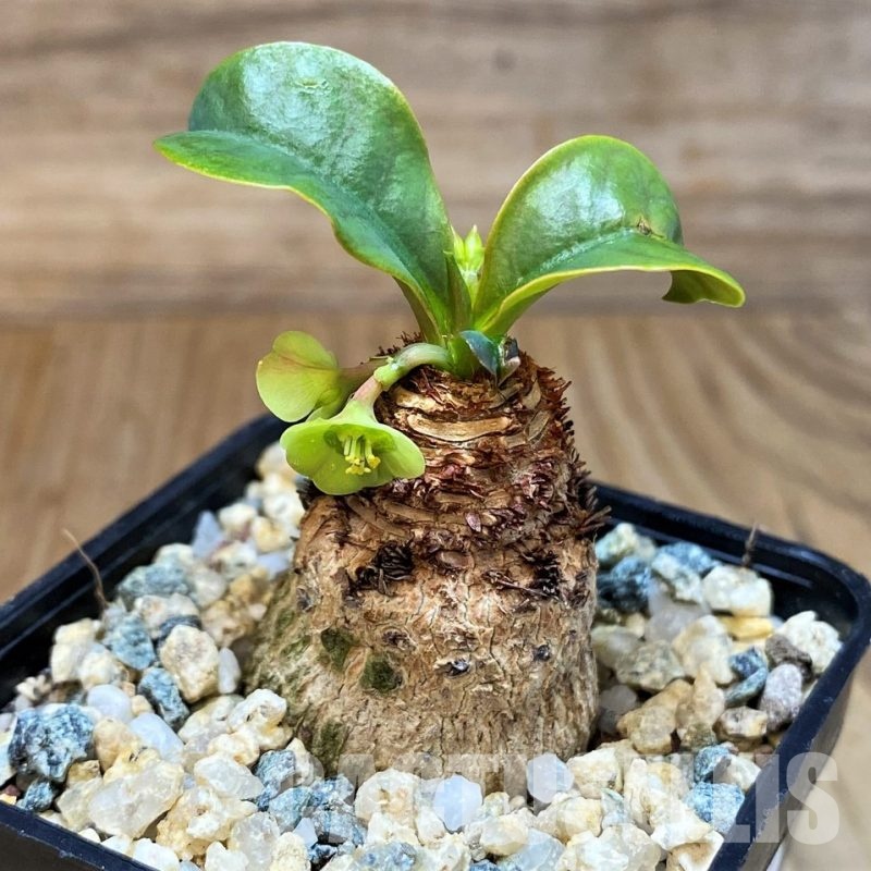 SH30808 Euphorbia ramena