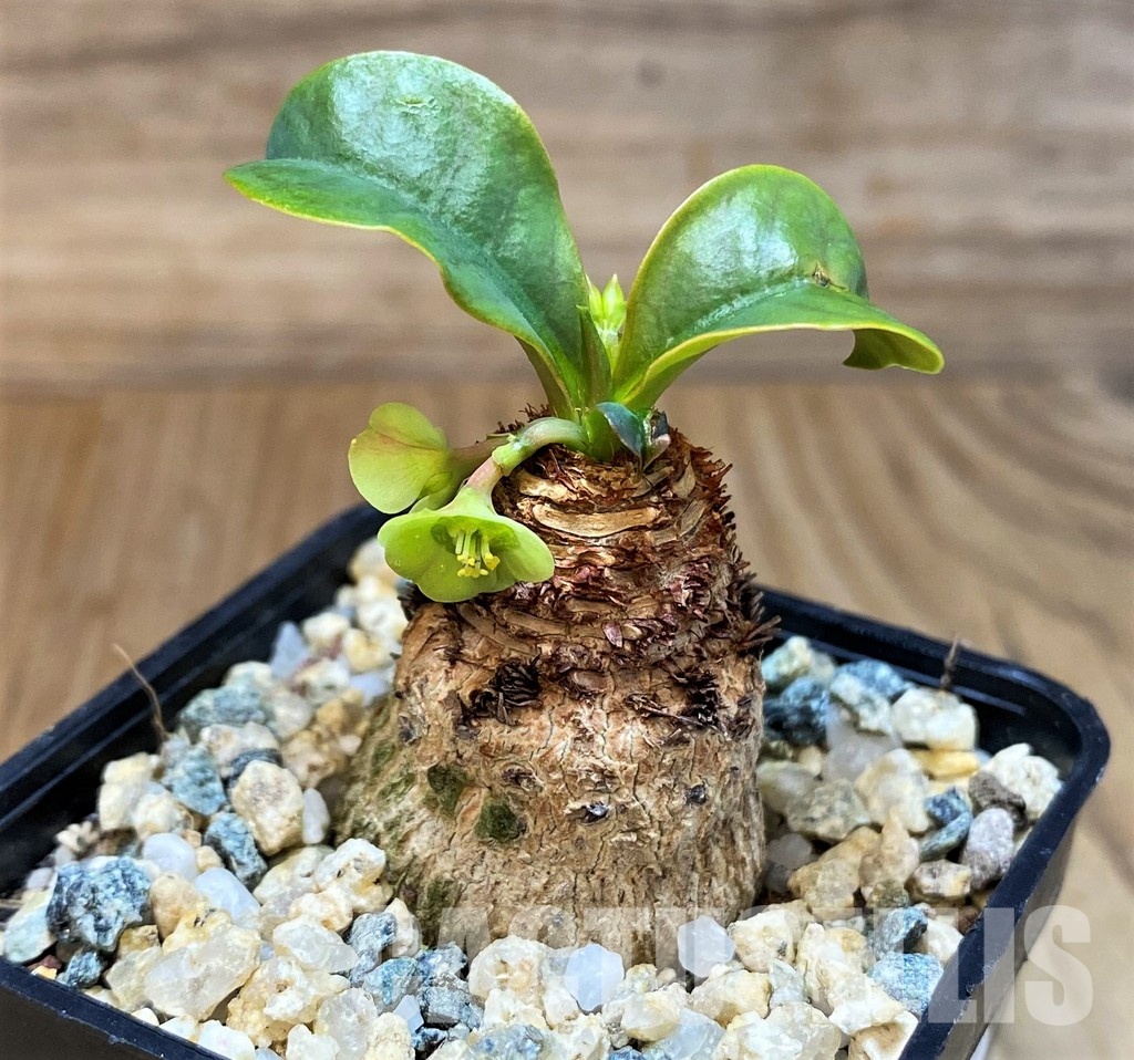 SH30808 Euphorbia ramena