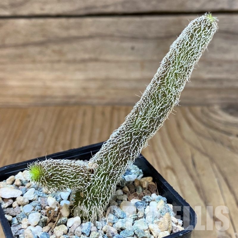 SH30809 Stapelianthus pilosus