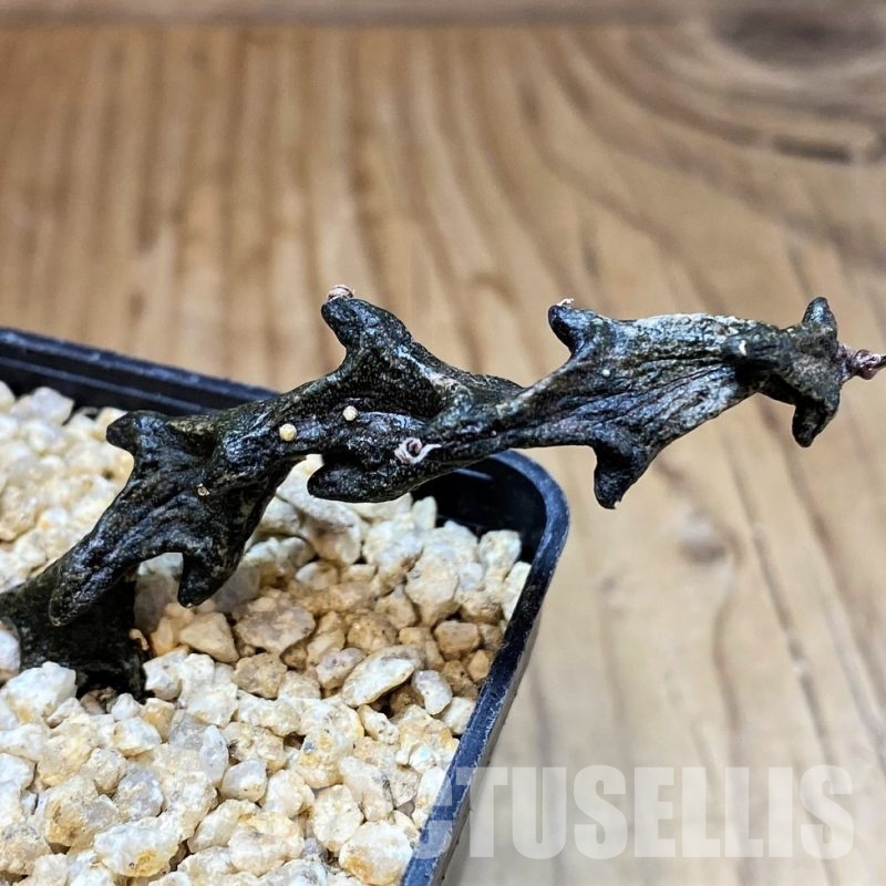 SH30811 Ceropegia bosseri