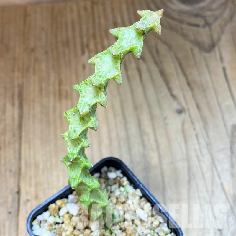 SH30812 Ceropegia simoneae ‘Green Form’