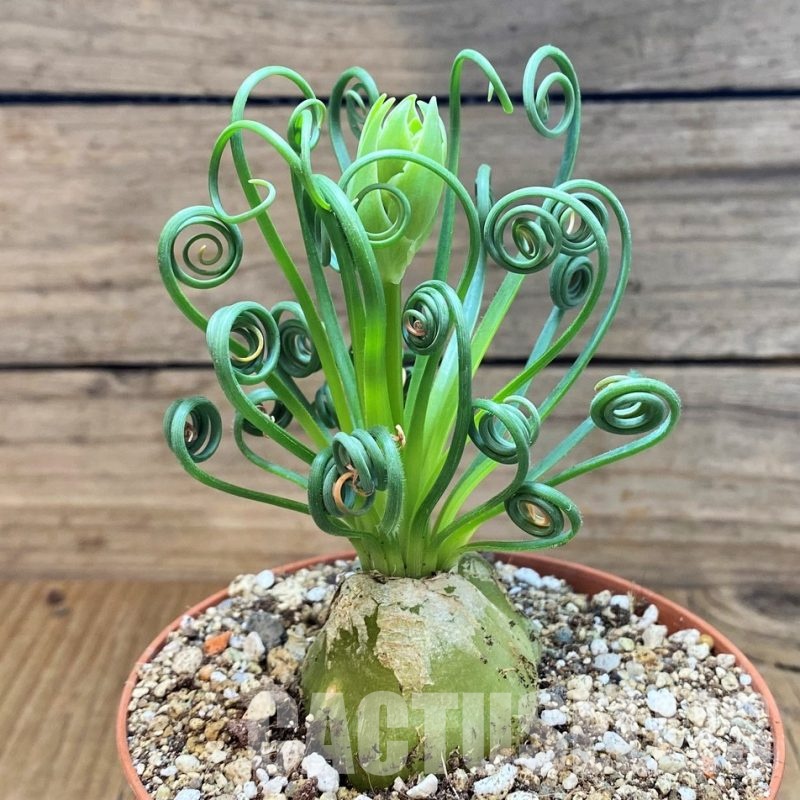 SH30813 Albuca spiralis