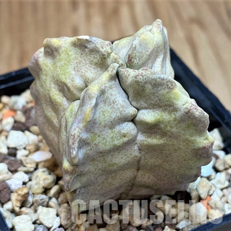 SH30821 Whitesloanea crassa