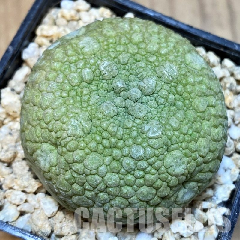 SH30822 Pseudolithos migiurtinus