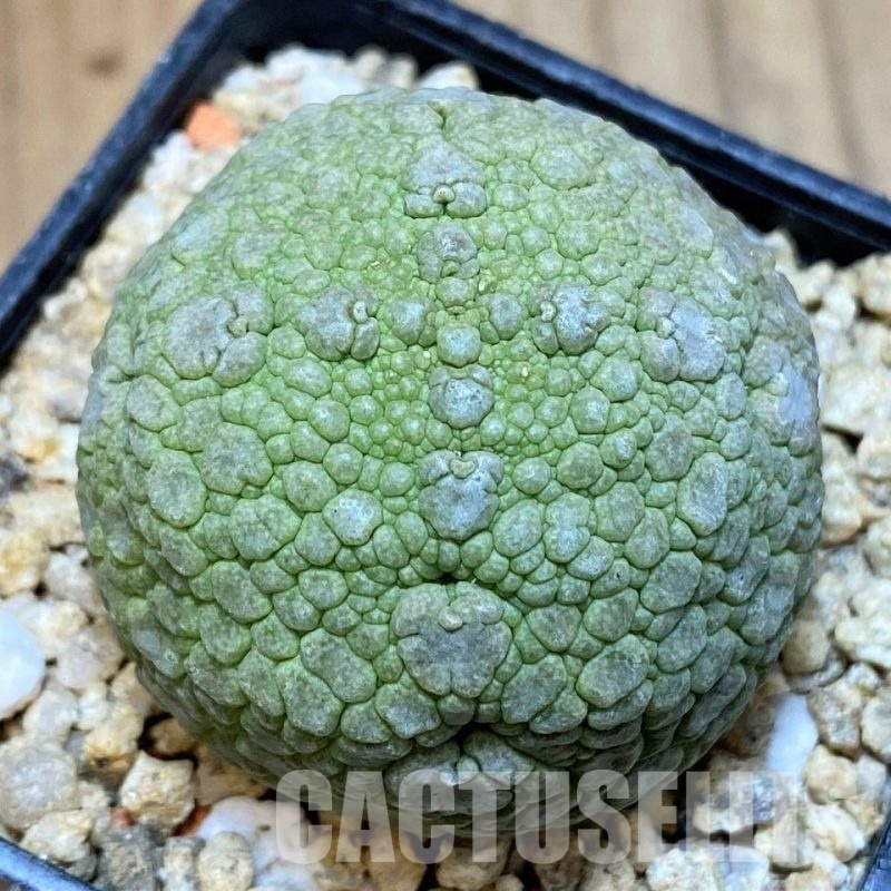 SH30823 Pseudolithos migiurtinus