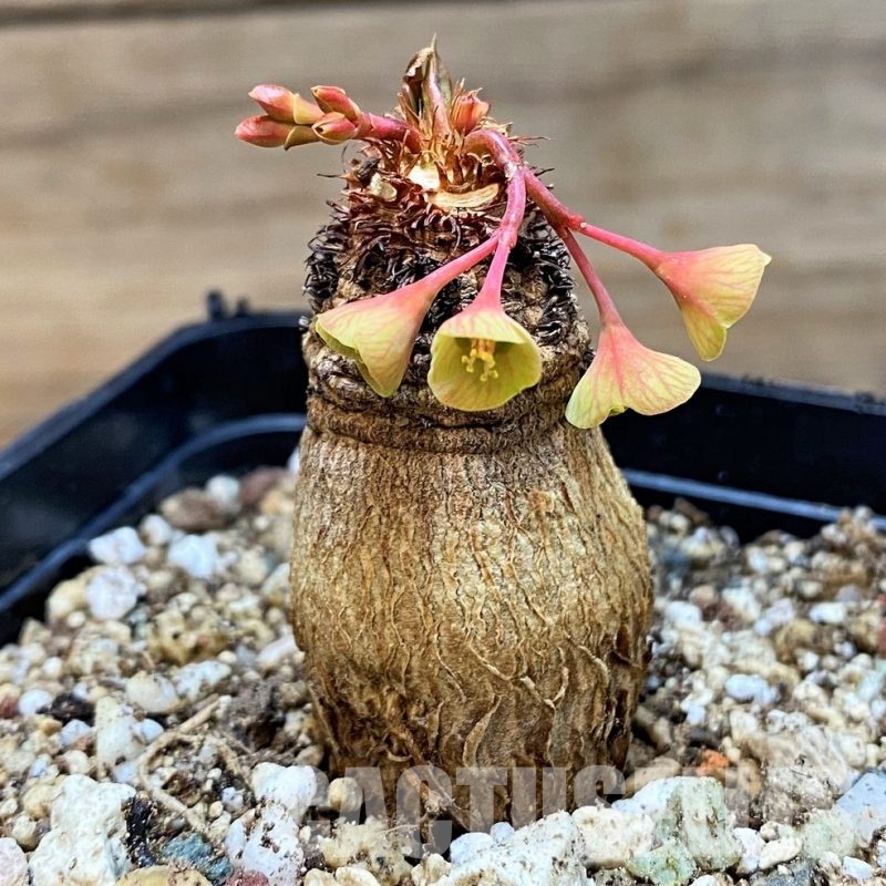 SH26246 Euphorbia ramena