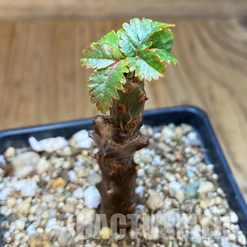 SH16456 Beiselia mexicana