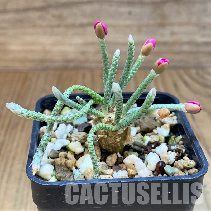 SH18919 Avonia quinaria, pink flower