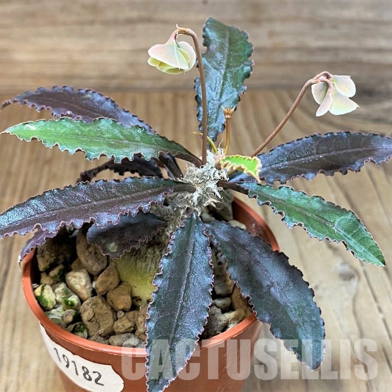 SH19182 Euphorbia suzannae-marnierae