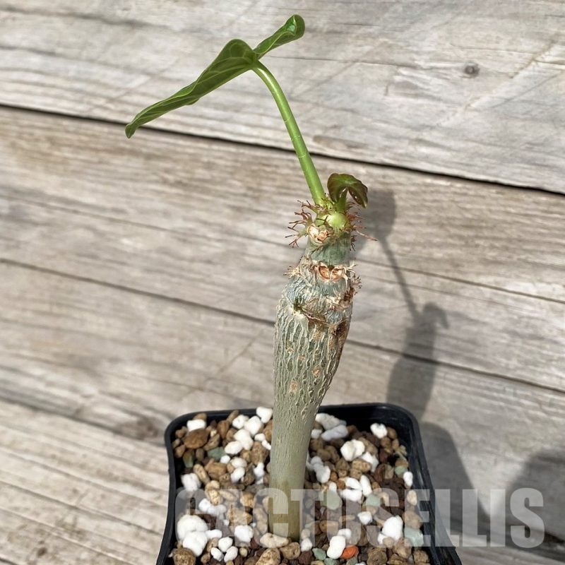 SH30818 Jatropha podagrica