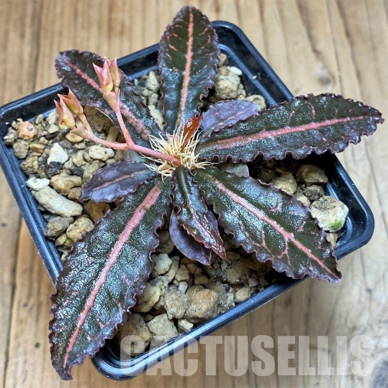 SH18390 Euphorbia francoisii ssp. crassicaulis