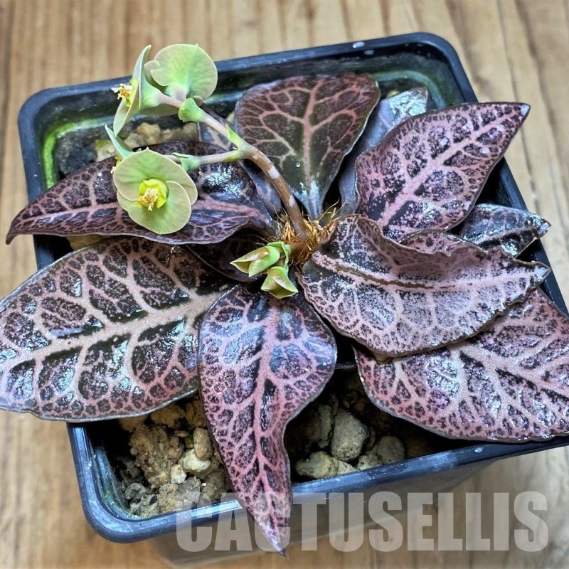 SH18383 Euphorbia francoisii -Thai hybrid-