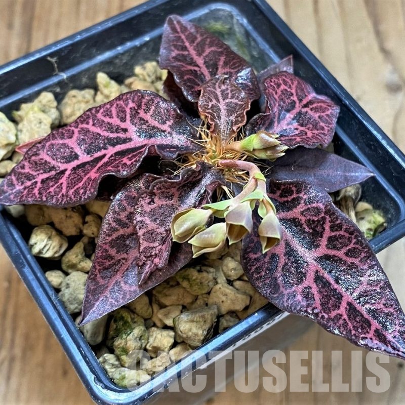 SH18887 Euphorbia francoisii hybrid