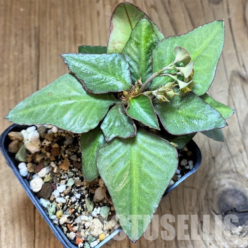 SH17771 Euphorbia francoisii hybrid