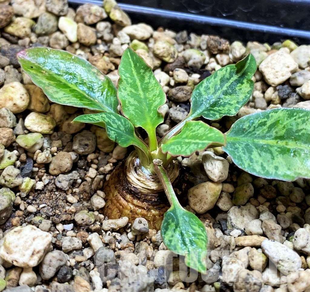 SH5951 Euphorbia spannringii 'Fish Bone' - 画像 (2)