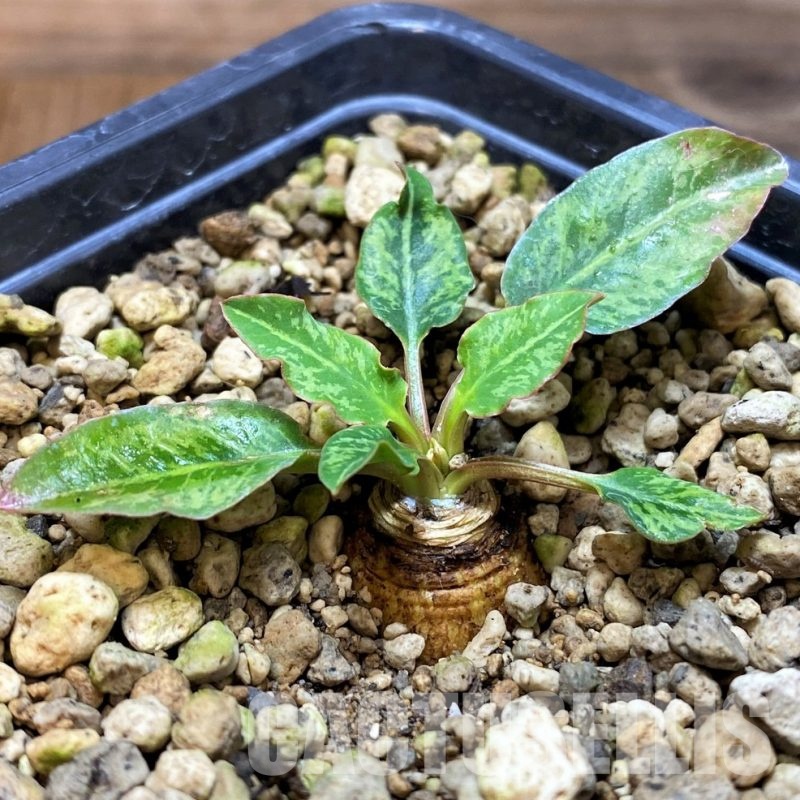 SH5951 Euphorbia spannringii 'Fish Bone'