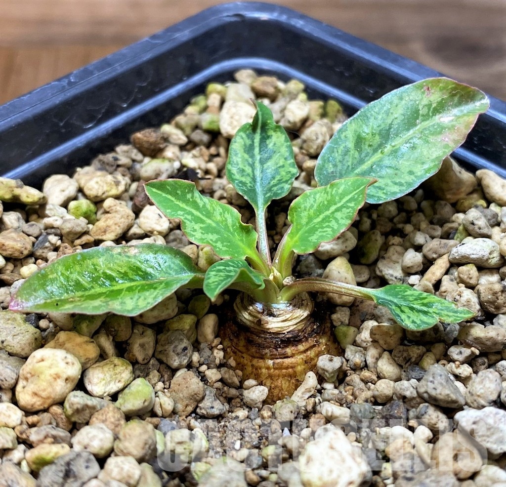 SH5951 Euphorbia spannringii 'Fish Bone'