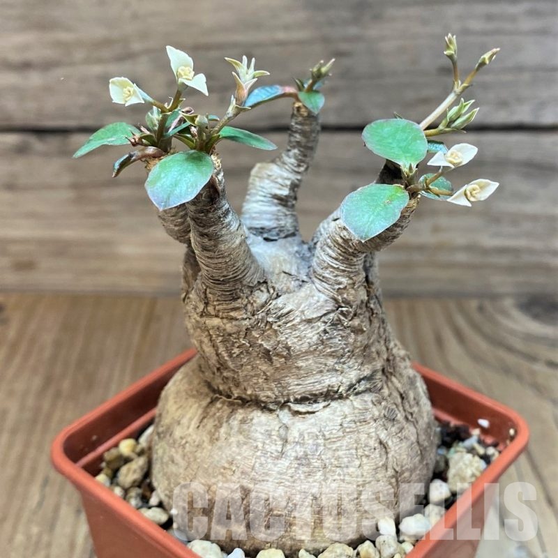 SH25854 Euphorbia sp. nova lawantii n.n. aff. moratii