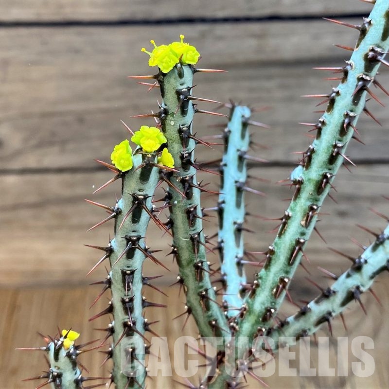 SH14797 Euphorbia aeruginosa