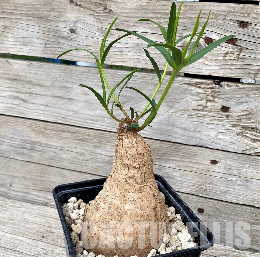 SH30815 Euphorbia trichadenia - 画像 (2)