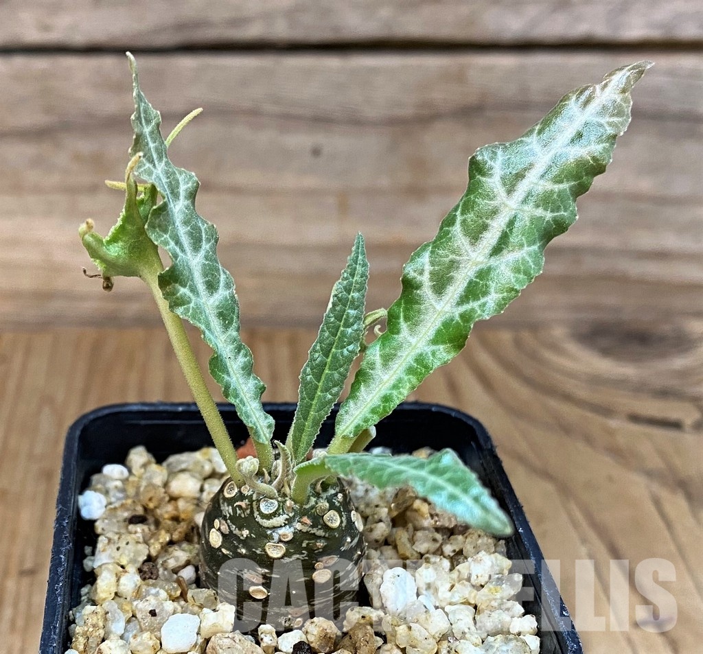 SH30775 Dorstenia lancifolia - Image 2