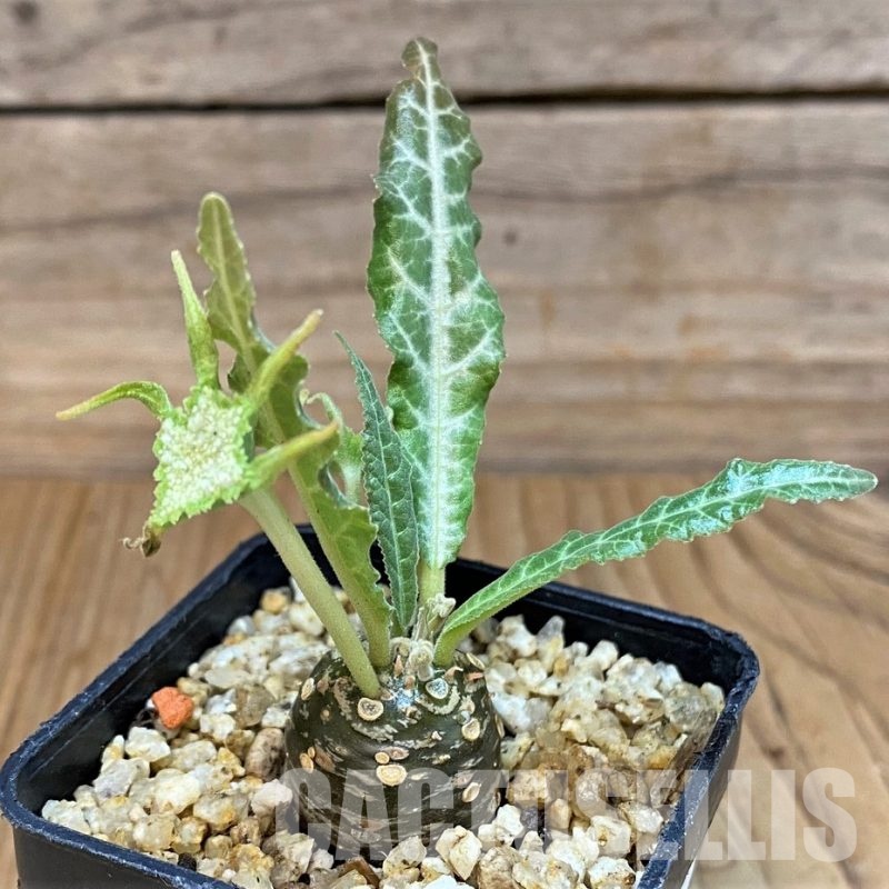 SH30775 Dorstenia lancifolia