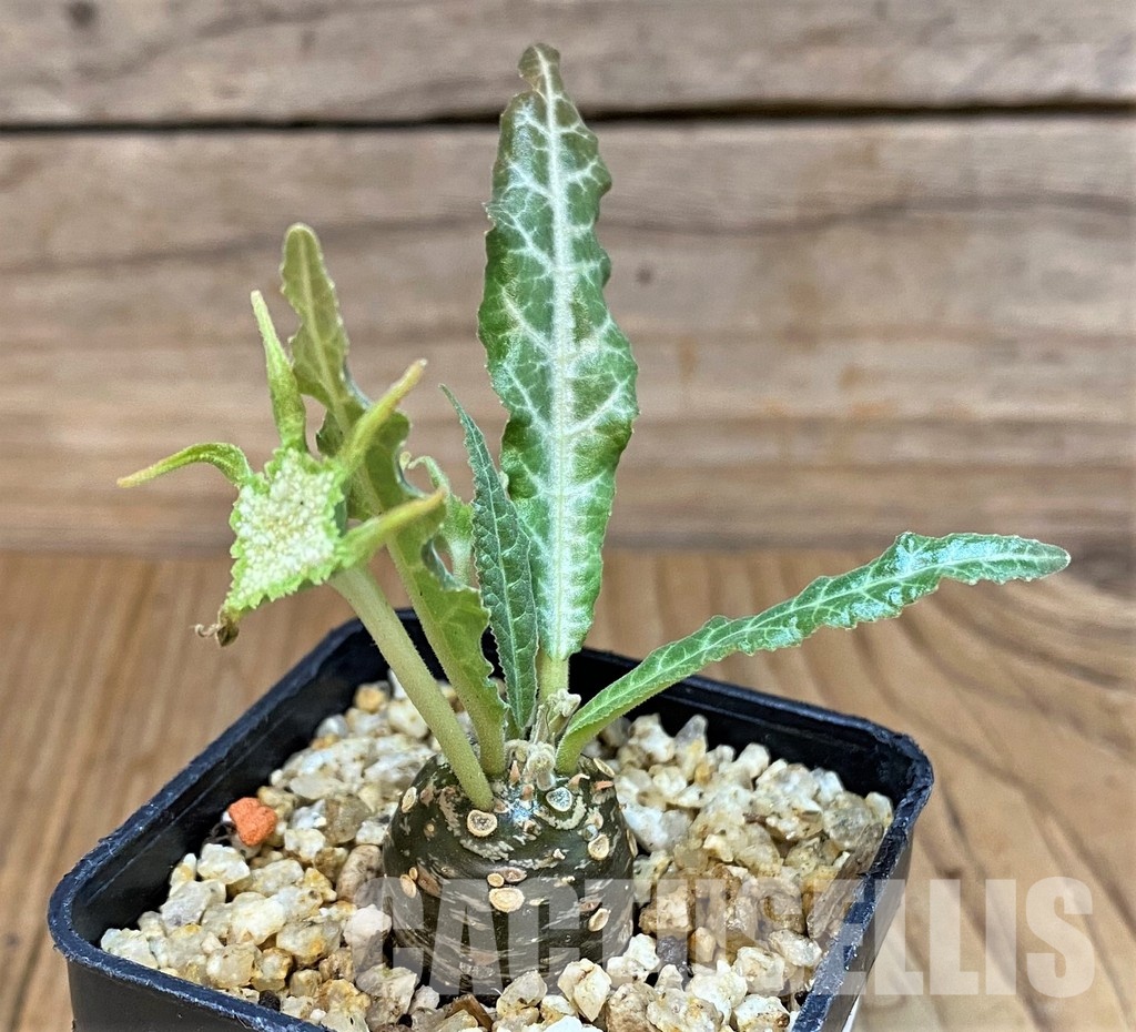 SH30775 Dorstenia lancifolia