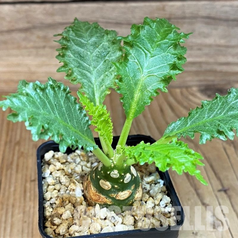 SH30776 Dorstenia horwoodii